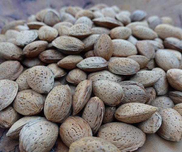In-shell Ferraduel almonds, hard shell, 2026 harvest