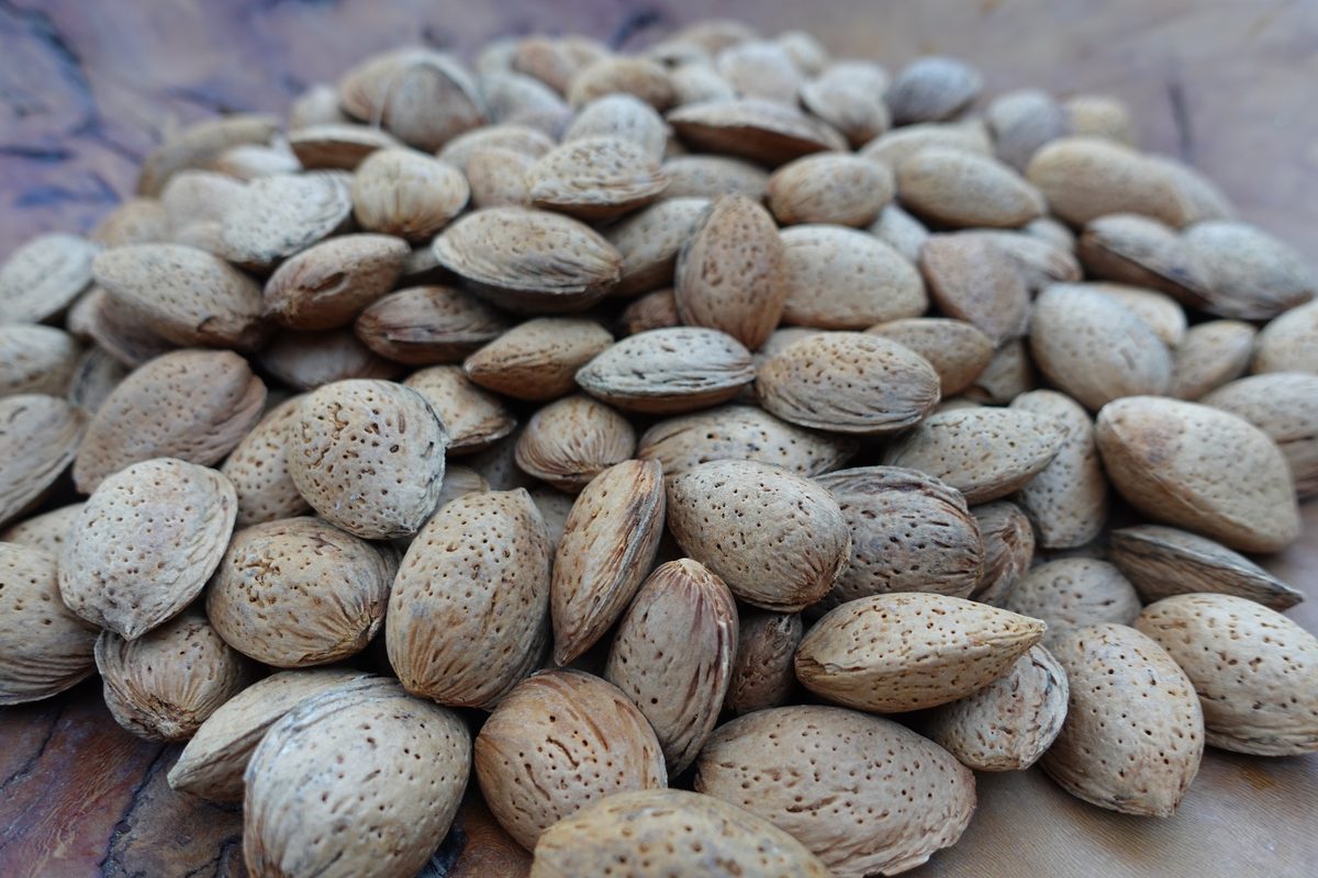 In-shell Ferraduel almonds, hard shell, 2026 harvest