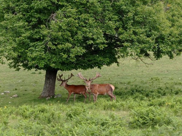 Red deer & hind